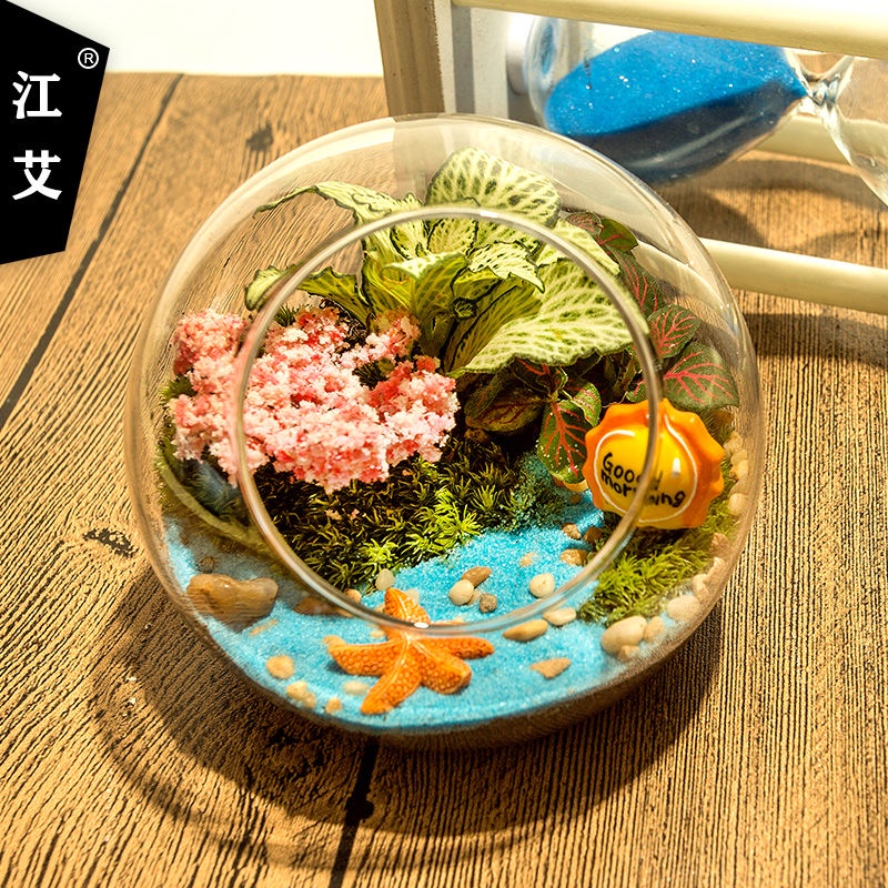 創意苔蘚微景觀辦公室桌麵趣味綠植生態瓶diy迷你盆栽生日禮物
