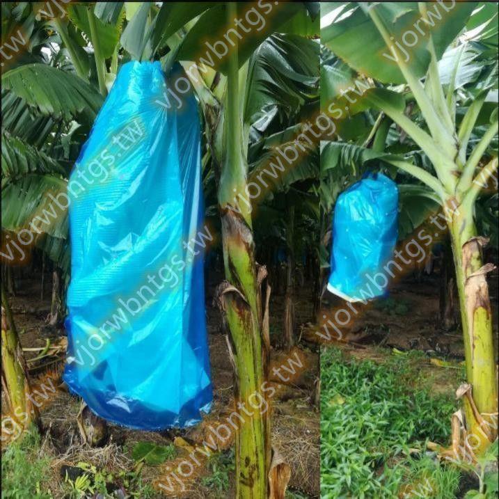 香蕉套袋防寒防蟲袋香蕉專用連體袋香蕉袋子一體袋農業蕉套袋遙遙領先bri
