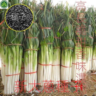 🌱章丘鐵桿大蔥種子高産耐寒蔬菜種子山東四季春季播高産大蔥籽種子 種子 種籽【green園藝花坊】