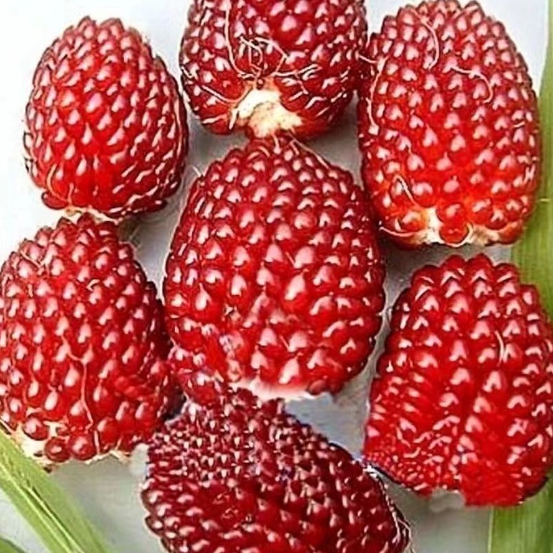 超甜草莓玉米種子鮮食生喫陽臺庭院玉米種子水果玉米種子蔬菜種子【四季園藝】