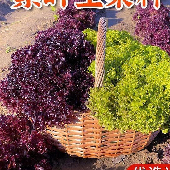 紫葉生菜種子紫羅蘭生菜種子四季庭院盆栽耐高溫有機沙拉生菜種子【四季園藝】
