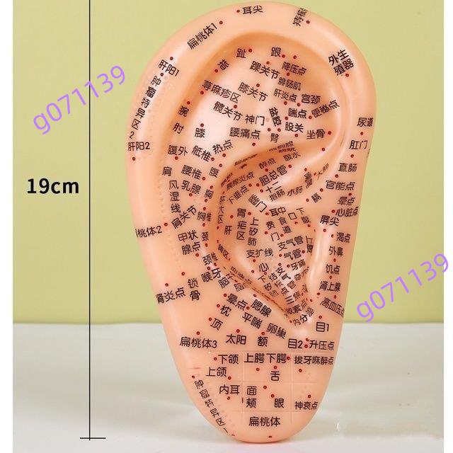 滿199出貨壓豆傢用耳模型穴位 耳朵模型 耳穴穴位耳穴貼 多穴位耳部探針耳豆貼耳貼￥￥￥￥
