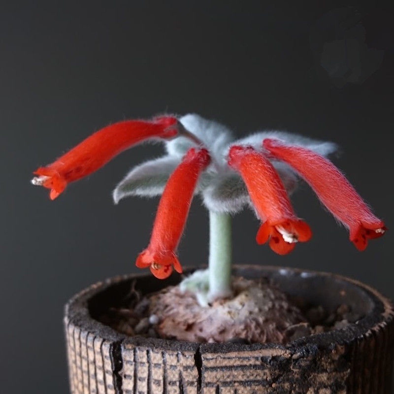 矮化斷崖女王 多肉植物 塊根稀有品種室內花卉盆栽陽臺綠植新手套餐桌上綠植 辦公室盆栽 四季種植 花苗種子