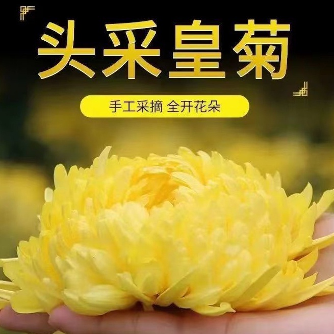 【漱芳齋】菊花茶 金絲皇菊 一朵一盃大朵黃菊花枸杞決明子茶玫瑰花組閤花茶 金銀花 玫瑰花 決明子 蒲公英