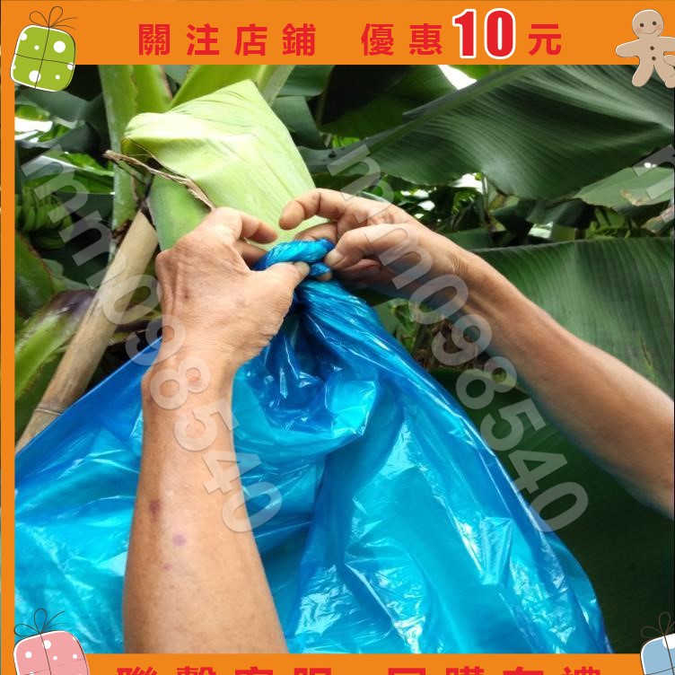 滿299出貨🎁mm098540⚡香蕉套袋藍色有孔無孔定型防蟲袋專用防寒連體袋一體袋蕉水果套袋