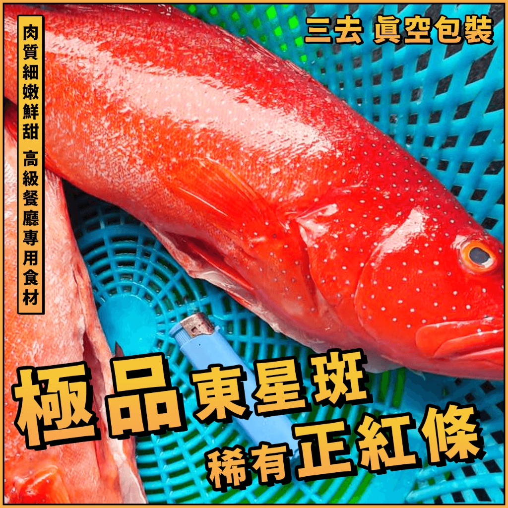 【潮鮮世代】澎湖野生東星斑(正紅條)／800~1000g／紅石斑／石斑／紅鰷／虎條／星斑／野生手釣