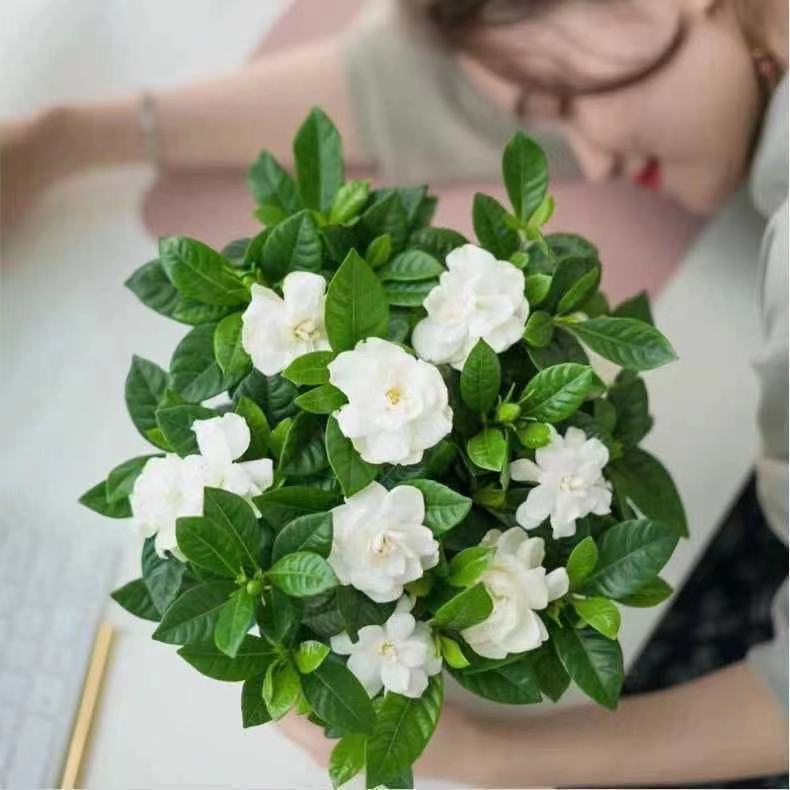 【梔子花種子】花香濃郁梔子花種子綠植盆栽花卉室內植物 四季開花 30粒15元特價 種子 花卉 花苗