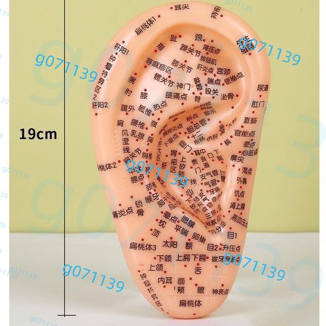 《滿199出貨》耳貼壓豆傢用耳模型穴位 耳朵模型 耳穴穴位按摩 耳穴貼多穴位反射區按摩耳部探針耳豆貼￥￥￥