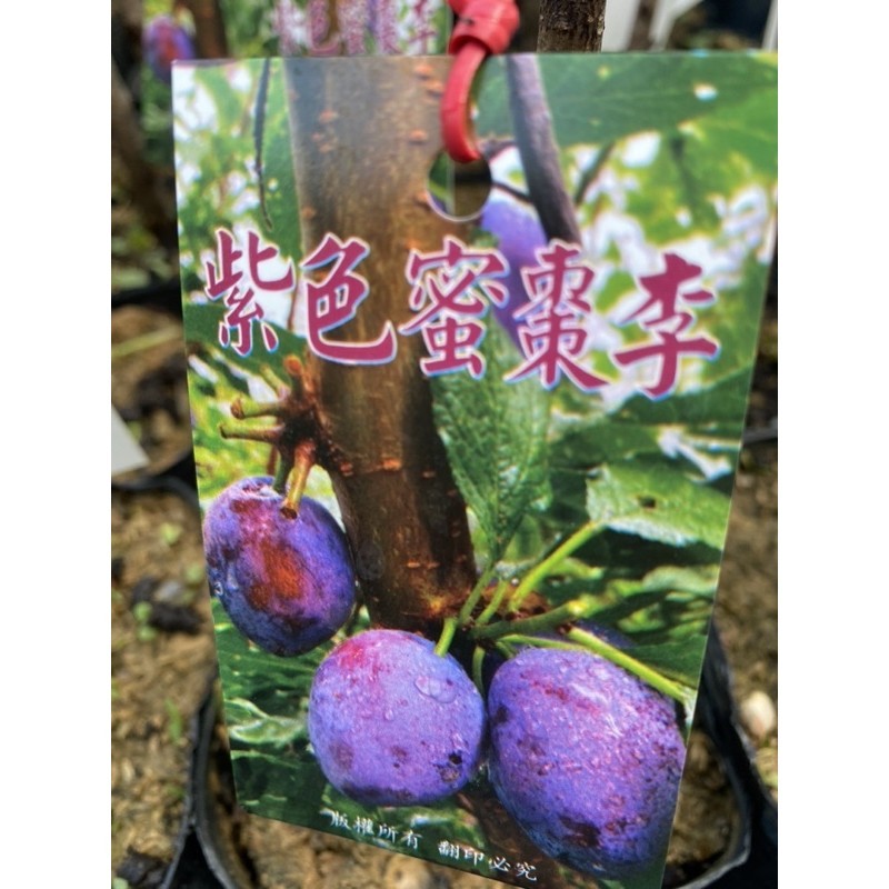 紫色蜜棗李/果肉細緻甜度高，容易種植，種植土質不積水即可。原價$400特價$300
