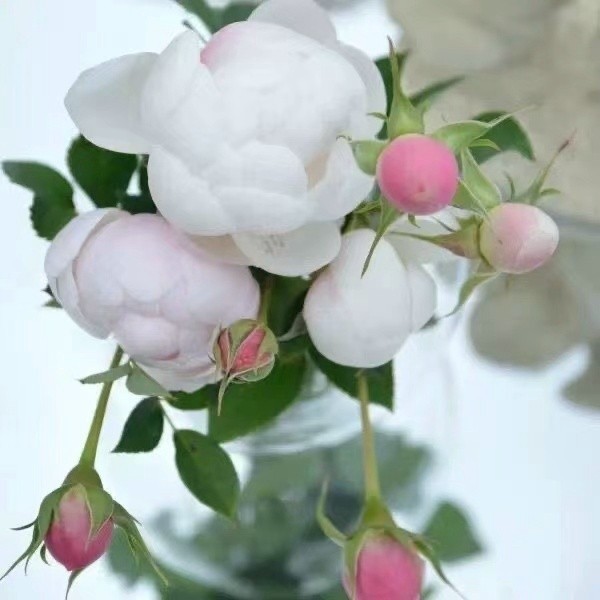 新品 日本小灌木微型 小兔月季花 花苗 濃香型 陽臺盆栽 四季微型玫瑰 超優惠富可發