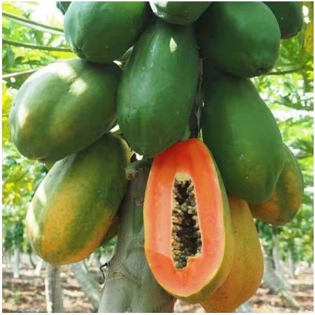 進口造景超多款木瓜 水果木瓜種子 泰國木瓜種子 牛奶木瓜種子 臺灣木瓜種子 超甜高產量種子富可發