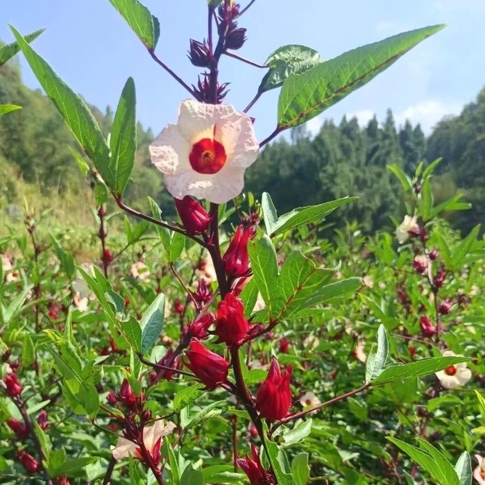 洛神花種子 玫瑰茄 果實陽臺盆栽花卉種子 食用洛神花 耐寒耐熱 發芽率高達90% 爆款热销福源花