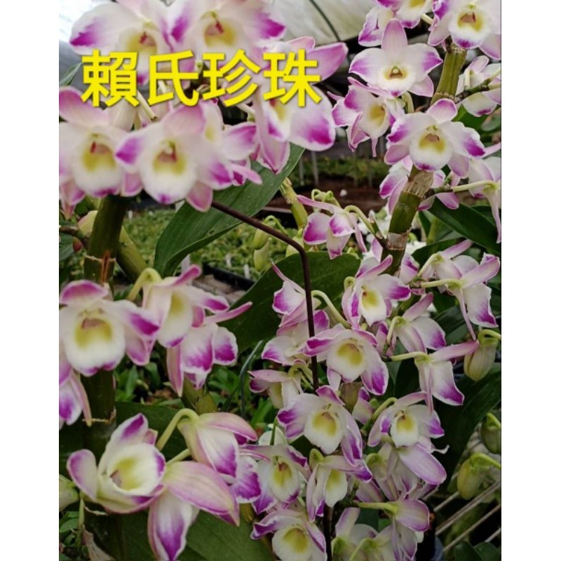 甜甜價🌸賴氏珍珠石斛蘭苗🌸春石斛🌸3-4月開花