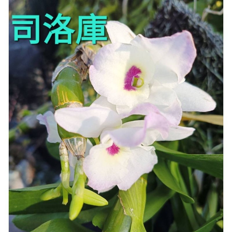 甜甜價🌸司洛庫石斛蘭 🌸花苗🌸