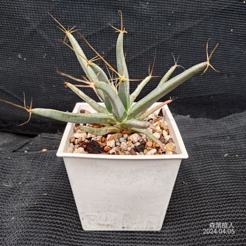 Leuchtenbergia principis 晃山 光山 仙人掌 實生