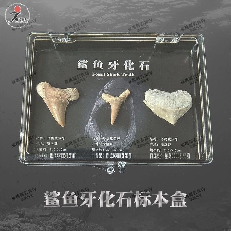 天然巨齒鯊耳齒鯊魚牙齒海洋動物化石礦石標本古生物兒童禮物擺件