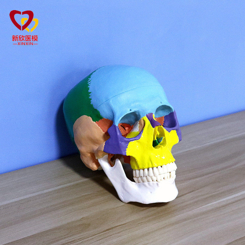 小百合模1:1醫學仿真骷髏人體彩色頭骨模型 頭顱骨解剖標本顱底模型模型展示模型