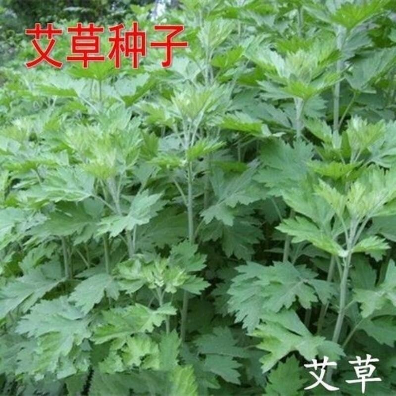 種子 藥用艾草種子 食用草艾絨香艾草 四季種 青蒿 驅蟲艾蒿艾葉種子/種籽