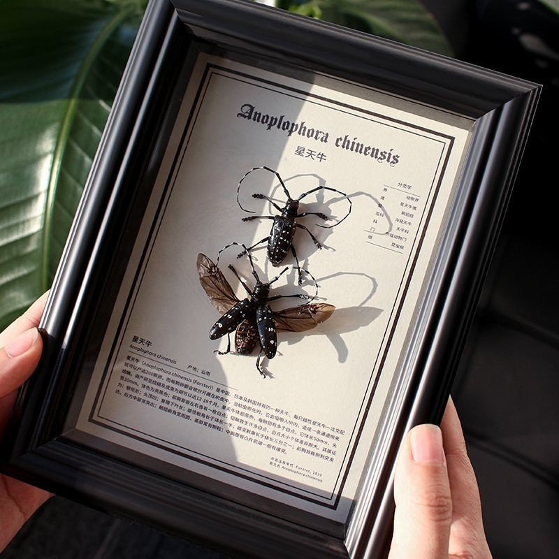 星天牛昆蟲標本天然真蟲裝飾畫高端家具擺件禮盒裝相框展示禮物