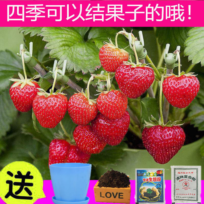 種子 草莓種子種籽盆栽奶油草莓種子四季生長高產庭院盆栽陽臺水果種子/種籽
