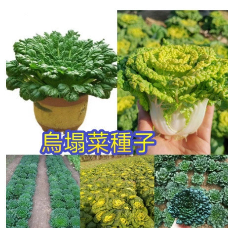 🍓四款烏塌菜種子 四季菜園蔬菜種子耐寒黃金烏塌菜菊烏纔娃娃蔬菜種子白菜一元粒 BUHG