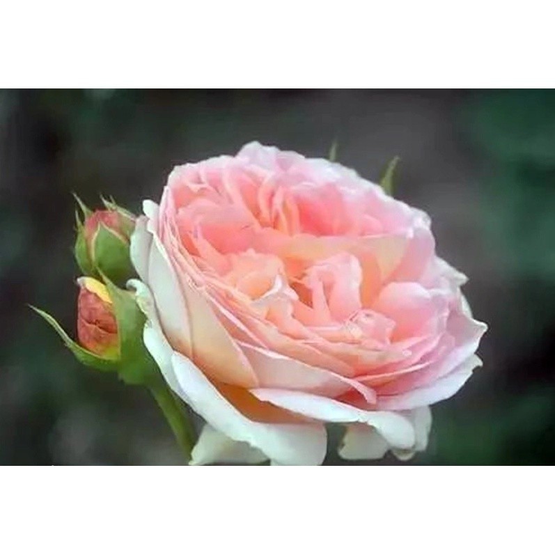✿玫瑰花大全✿50款玫瑰顏色 玫瑰種子 最低價 玫瑰花 玫瑰花種子 薔薇玫瑰 藍色妖姬 藍寶石 海洋之歌 瑞典女王