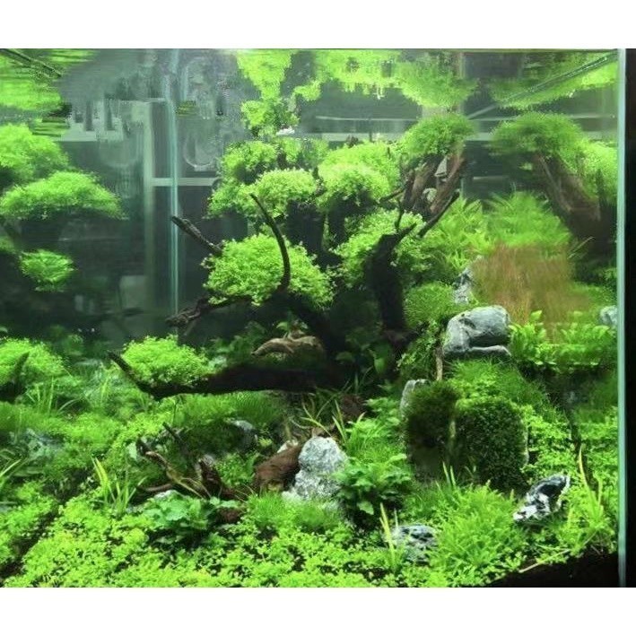 水草四季速成水槽種子魚缸造景迷你矮大牛毛草矮珍珠爬地矮珍珠水草種子兮兒花坊