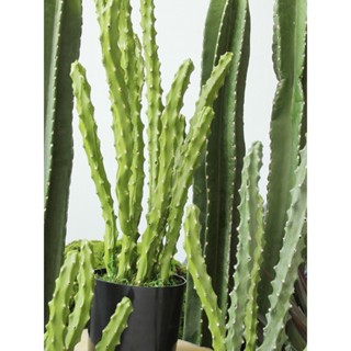 ▼JVW模擬龍骨仙人掌龍尾草假長青草盆栽裝飾造景綠植熱帶沙漠植物場景