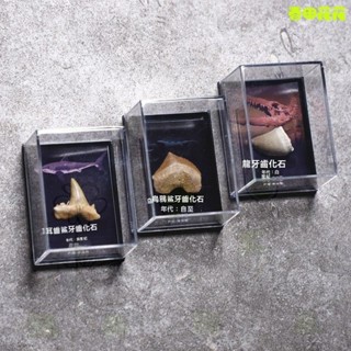 進店挑選🔥人造天然化石 古生物化石標本 鯊魚牙齒化石 遺珍三葉蟲菊石 沉眠動物化石 鯊牙古蟲謎標本 科普兒童禮物 魅