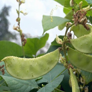 綠眉豆種子 苗豬耳朵扁豆種籽庭院菜園高産架豆春夏四季蔬菜種子【酷農種業】