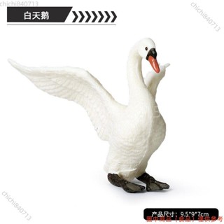 ✨臺灣廠商下殺✨實心模擬動物模型套裝禽類動物玩具 天鵝 白天鵝鳥類飛禽禮品擺件lldd818