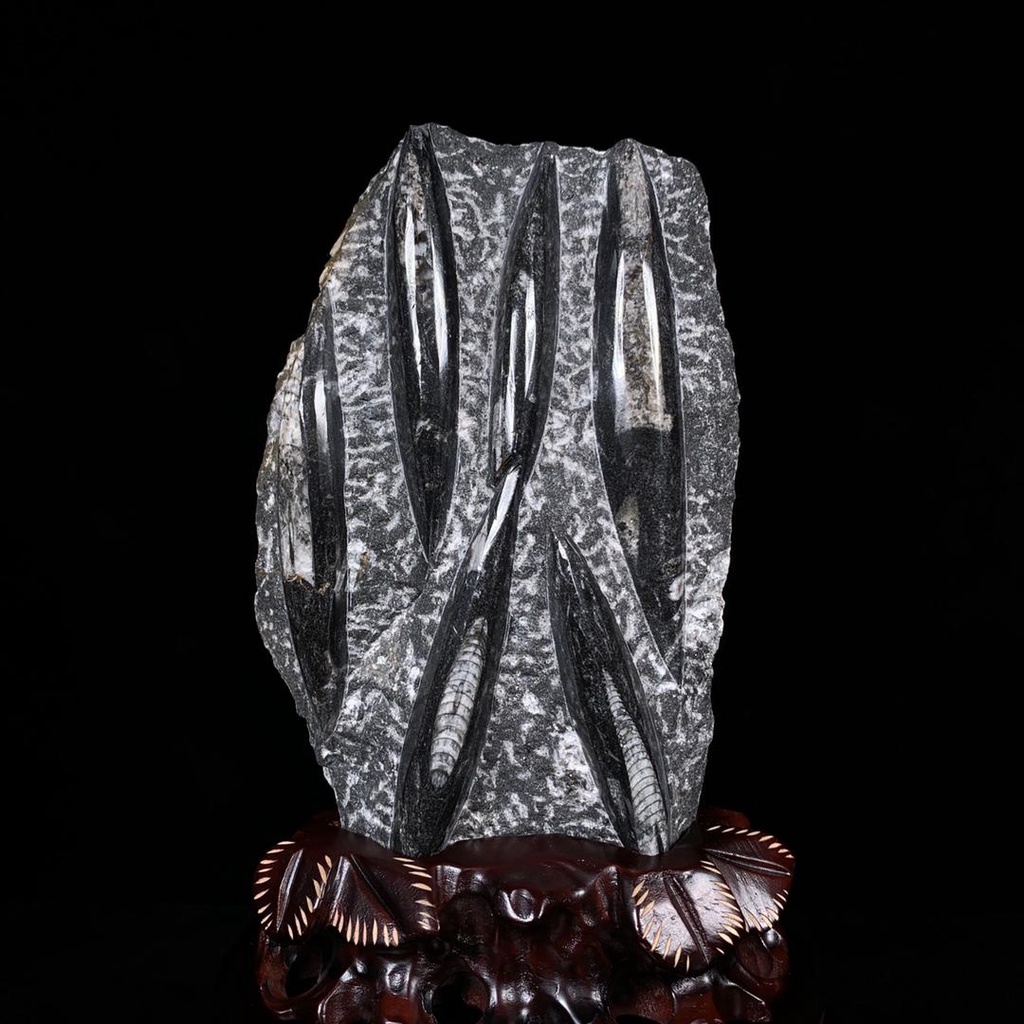 原石擺件 天然礦石 震旦紀生物天然角化石帶座高26×14.5×3.5cm 重1.6公斤 2000JP-935