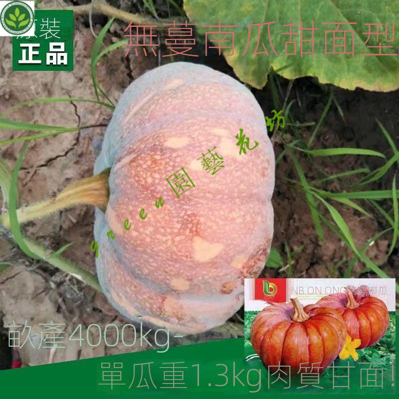 🌱無蔓南瓜種子甜麵磨盤巨型大南瓜大田菜園高産易種四季瓜果蔬菜籽 種子 種籽【green園藝花坊】