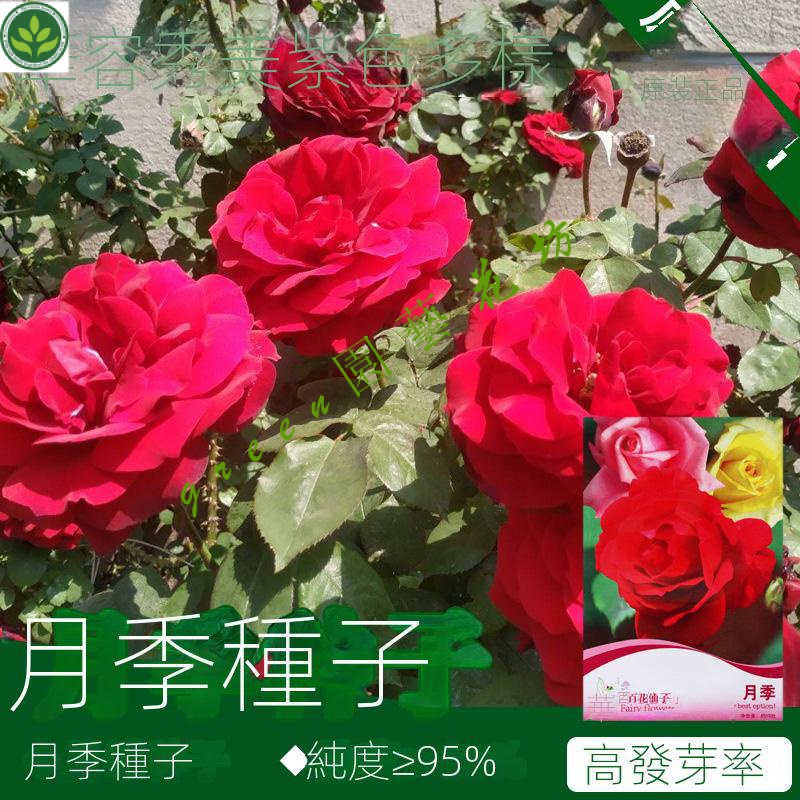 🌱月季種子薔薇花種子花種子花籽花卉種子陽臺盆栽蔬菜種子菜種 種子 種籽【green園藝花坊】