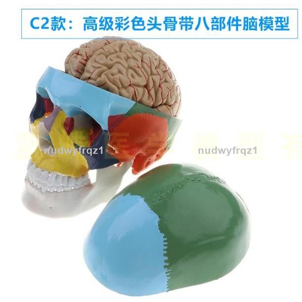 臺灣熱賣🔥🔥彩色仿真頭顱腦模型 人體顱骨附腦頭骨頭顱大腦標本 顱腦解剖1539