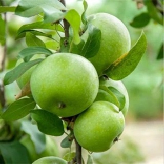 蘋果種子 當年新蘋果種子 紅肉蘋果種子 蛇果種子 青蘋果種籽 四季營養水果種子 四季播種 蘋果種子高產