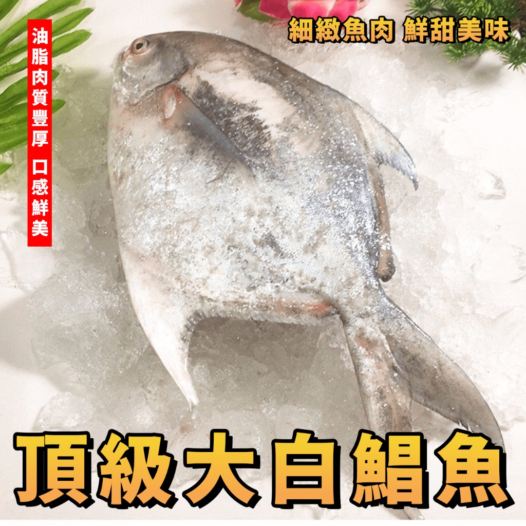 【潮鮮世代】活凍 世界品質第一正白鯧魚 超大白鯧/大白鯧/白鯧/白鯧魚 -500-600克