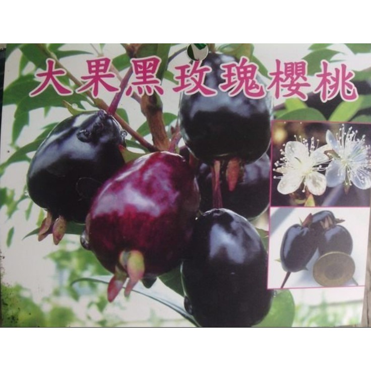 花囍園_水果苗—大果黑玫瑰櫻桃--熱帶平地品種~葉子較小果實大/4.5吋高約30-50cm/特價400
