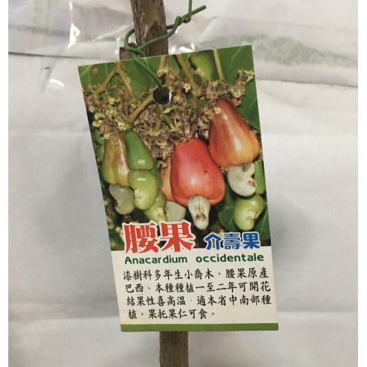 花囍園_水果苗—腰果(介壽果)--介壽果屬~春季開花/4-5吋高約30-40cm