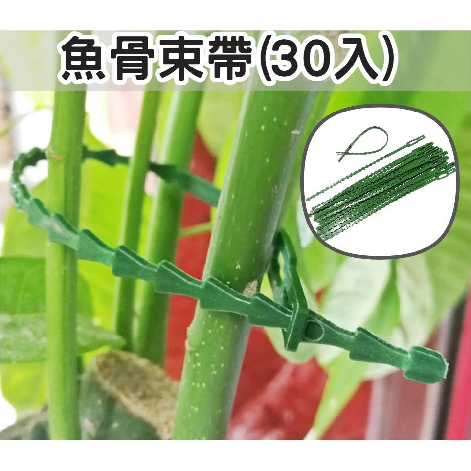 のp_jx143⊿魚骨束帶 30入 可重複使用 爬藤植物固定 園藝束帶 固定綁帶 固定工具 園藝用品
