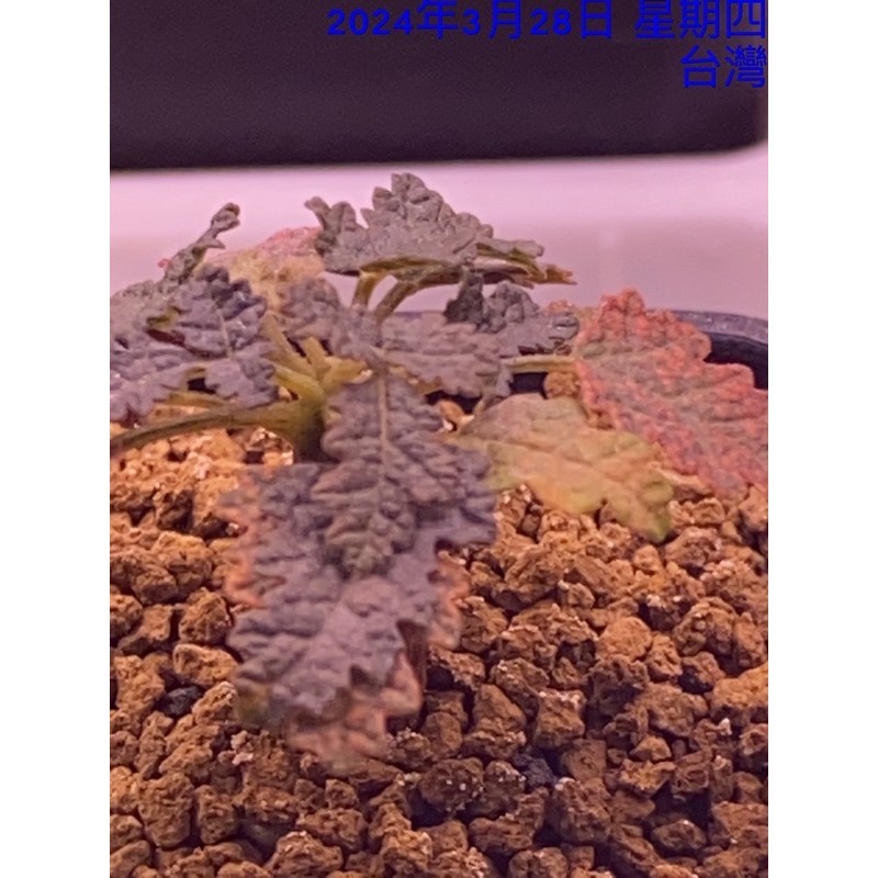 橄欖科/乳香屬/布拉塔乳香/Boswellia bullata（免運）