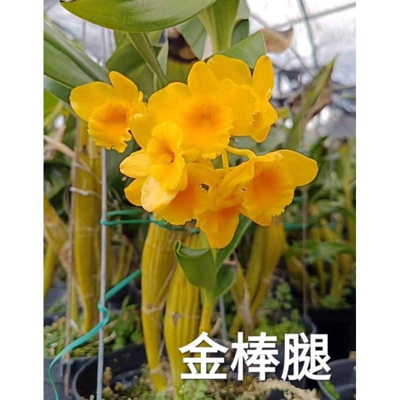甜甜價🌸金棒腿石斛蘭（3吋盆） 🌸花苗🌸三四月開花