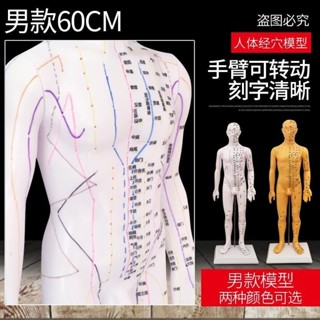 中醫針灸穴位圖人體模型50cm男女模型清晰經絡小人體針灸穴位模型