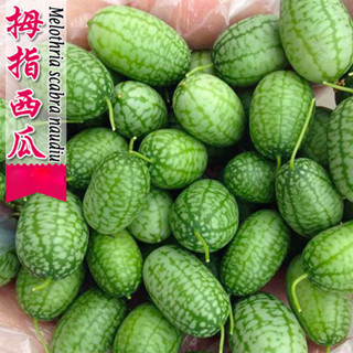 拇指西瓜觀果四季易種陽臺盆栽瓜果種子春季播種迷你小西瓜水果種子【臺北花花園藝種子店】