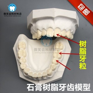 小百合模 假牙標準石膏模型 全口樹脂牙石膏模型 口腔教學練習模型模型展示模型
