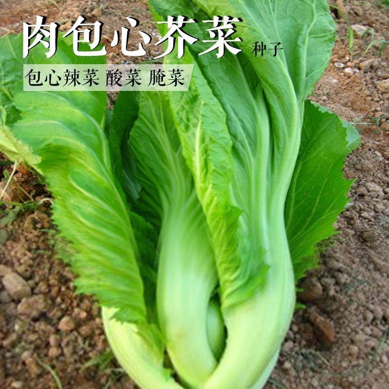 包心芥菜種子 高鈣菜庭院陽臺種菜籽盆栽四季播傢庭春季蔬菜種籽蔬菜種子【酷農種業】