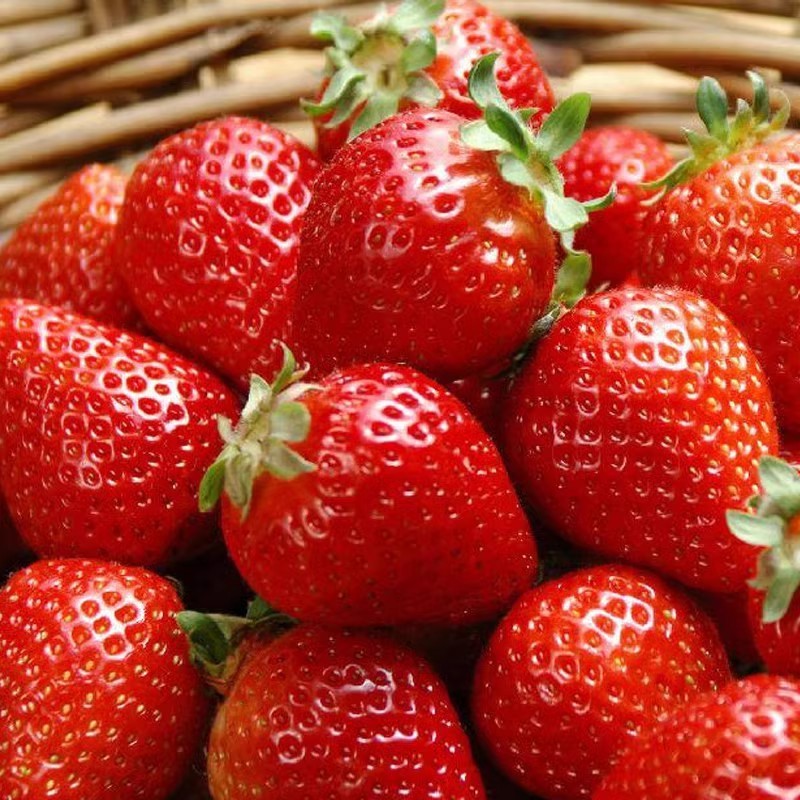 奶油草莓種籽子四季陽臺盆栽草莓種子水果室內種植農傢水果草莓種蔬菜種子【酷農種業】
