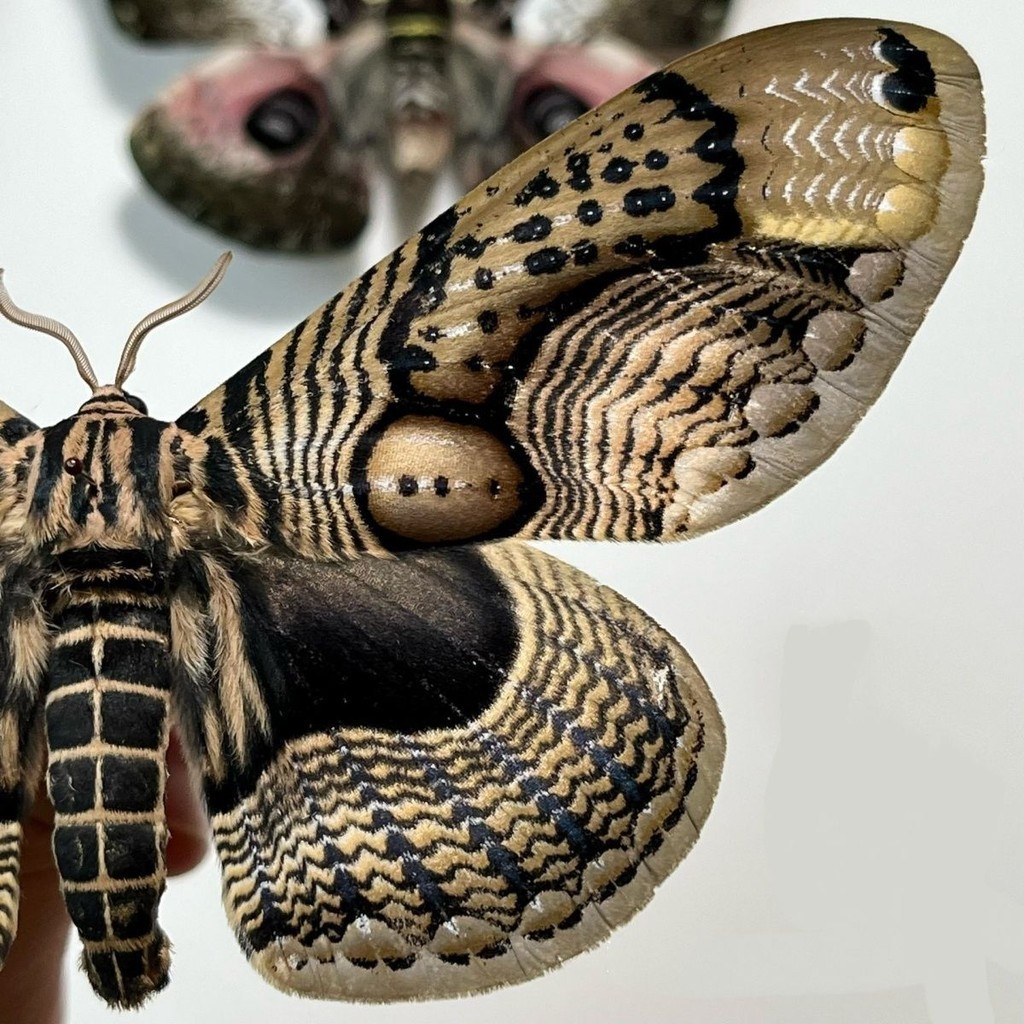 青球籮紋蛾真實蠶蛾標本教學研究學生生物作業DIY工藝品家居裝飾