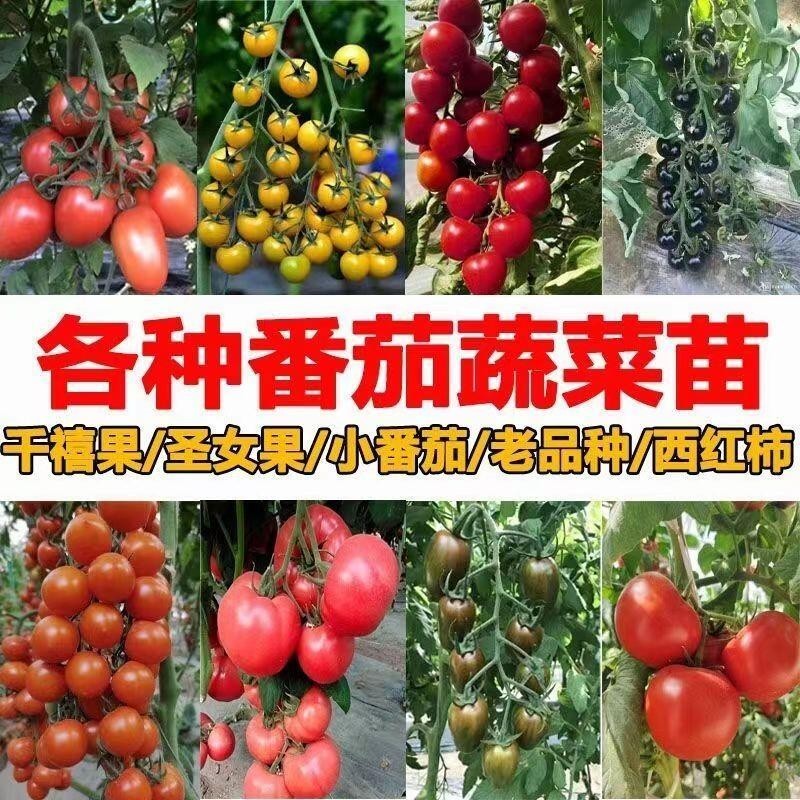種子 番茄矮生陽臺種色彩秧苗圣女果苗小西紅柿櫻桃搭/種籽