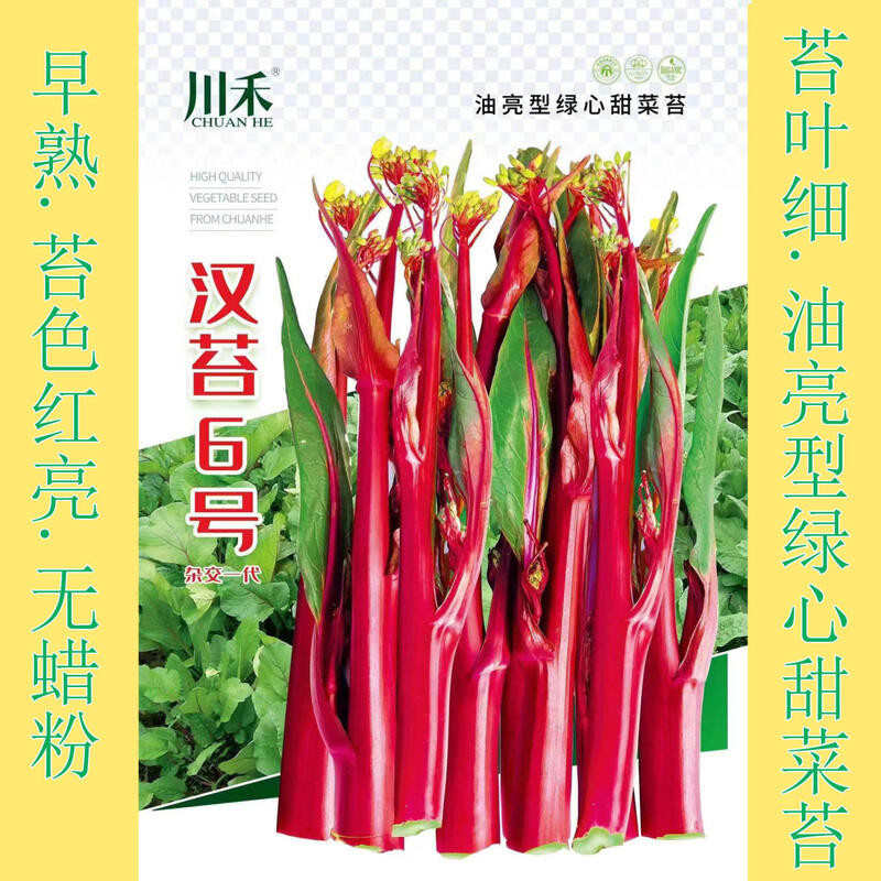 種子 早熟紅菜苔種子甜紅菜苔漢苔6號苔葉尖細無蠟粉秋季播種菜苔種籽/種籽